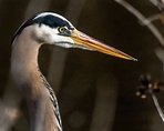 Heron Eye Photograph by William Krumpelman - Fine Art America