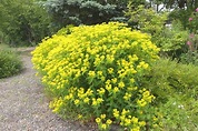 Euphorbia lathyris (gopher spurge): Go Botany