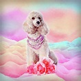 Watercolor digital art Poodle with flowers Digital Art by Lioudmila Perry