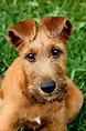 4 Months Old Special Irish Terriers Dog Puppy For Sale Or Adoption Near ...