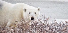 The ULTIMATE guide to polar bear season in Churchill, Manitoba | Travel ...