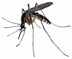 Mosquito PNG transparent image download, size: 426x346px