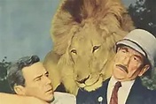 Daktari Clarence, el león bizco (1965) Película - PLAY Cine