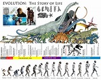 Z59 NEWS & STORIES: EVOLUTION: The Story of life │ The Prehistoric ERAS ...