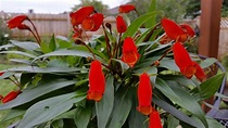 Seemannia sylvatica - Everblooming Houseplants