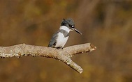 Belted Kingfisher | Central Ohio Nature