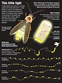 Firefly Facts | Firefly, Bugs and insects, Insects