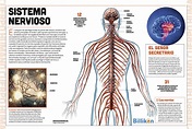 Cuerpo humano: toda la información del sistema nervioso y un material ...