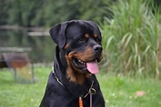 Roman Rottweiler | Information And Some Interesting Facts
