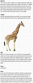 Facts about Giraffes for kids | Childhood Education