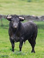 Pin de JOSE casillas en Tauromagia | Toros de lidia, Toros bravos, Toros