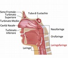 Laringofaringe: Cos'è? Anatomia, Funzione e Patologie