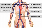 El sistema cardiovascular - CardiosaudeFerrol