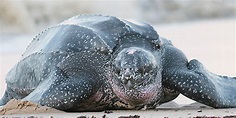 Wildlife Spotlight on the Endangered Giant Leatherback Turtle - One ...