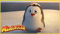 Madagascar en Español Latino | La Mascota Adorable | Los Pingüinos de ...