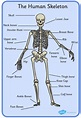 What are Bones Made of? | Bones in the Human Body | Wiki