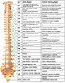 spinal-nerve-chart - Schertz Chiropractic