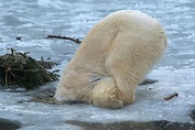 Immer einen kühlen Kopf bewahren ;) Foto & Bild | natur, zoo, tiere ...