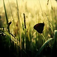 Little Black Butterfly by CasheeFoo on DeviantArt