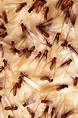 Termite Swarming: Winged Termites can Signal Active Colonies | Bain ...