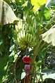 African Plants - A Photo Guide - Musa × paradisiaca L.