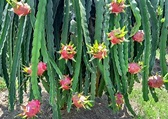 Pitaya: how to plant and grow - D.I.Y. Gardens