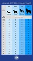 Human Years Compared To Dog Years - humanejulf