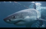 ‘Shark Women: Ghosted by Great Whites’ free live stream: How to watch ...