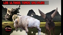 Este es el Toro mas Salvaje del mundo – ESPECIES DE TOROS SALVAJES - YouTube
