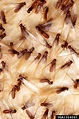 Formosan Subterranean Termites | Home & Garden Information Center