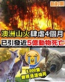 新假期周刊 - 澳洲山火恐引近5億隻動物死亡！｜#網絡熱話 ＝＝＝＝＝＝＝＝＝＝＝＝＝＝＝＝＝＝＝＝＝＝＝＝＝... | Facebook