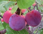 Wild Plums will be ripening soon | Curious By Nature