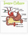 Tronco Celiaco | Apuntes de medicina | Anatomía | uDocz
