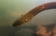 Electric Eel Species With Most Powerful Shock Ever Discovered in Amazon