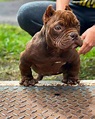 Exotic Bully: Breed Info, History, Traits & Facts (With Pictures)