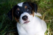 Jack Russell Terrier Welpe Foto & Bild | tiere, haustiere, hunde Bilder ...