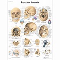 Le crâne humain - 1001640 - VR2131L - Skeletal System - 3B Scientific