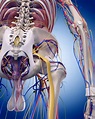 Trapped Nerves: Causes & Treatment | Buxton Osteopathy Clinic