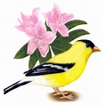 Washington State Bird and Flower: American Goldfinch / Spinus tristis ...