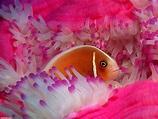 Sfondo Pesci Colorati, Rosa, Pesce 🔥 Scarica Immagini