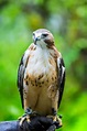 Hawks In Montana: Find All 10 Big Sky Country Birds Of Prey
