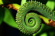 Spirals in Nature - Nature photo contest | Photocrowd photo ...