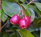 Eugenia Myrtifolia Cerca Del Mar