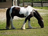 Equine 411: All About The Gypsy Vanner Horse Breed