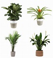 Amazon: Live Plants on Sale + Prime Shipping! – Wear It For Less