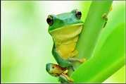 又看見可愛的莫氏樹蛙＠鏡頭下的世界｜PChome 個人新聞台