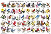State Birds and Flowers Educational Poster 36x24