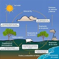 Ciclo del Carbono: fases, tipos y características