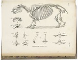 CUVIER, Georges (1769-1832). Recherches sur les ossemens fossiles, où l ...