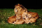 Lion family. A lion family with three cubs, the male and the female ...